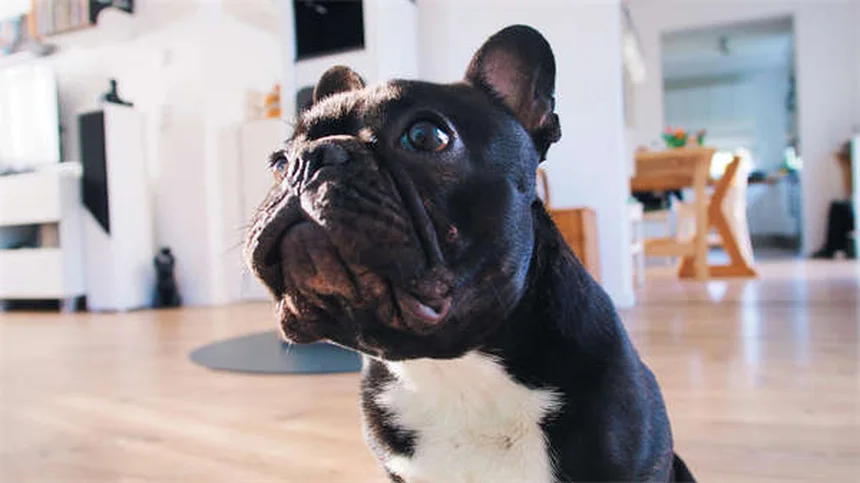 Is Tylenol Safe for Dogs? Vet-Approved Facts & Risks