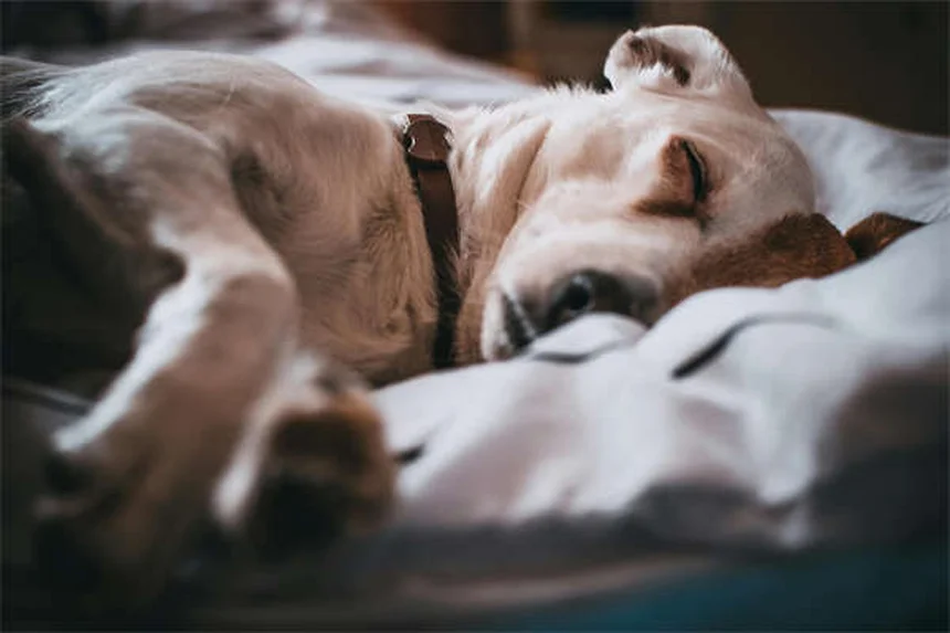 Is Tylenol Safe for Dogs? Vet-Approved Facts & Risks