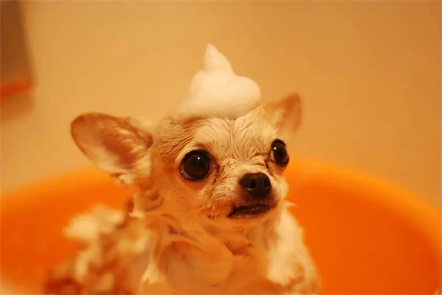 Tylosin for Dogs and Cats: Vet-Approved Guide to This Powerful Antibiotic