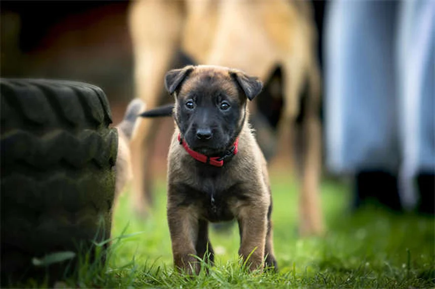 Tylosin for Dogs and Cats: Vet-Approved Guide to This Powerful Antibiotic