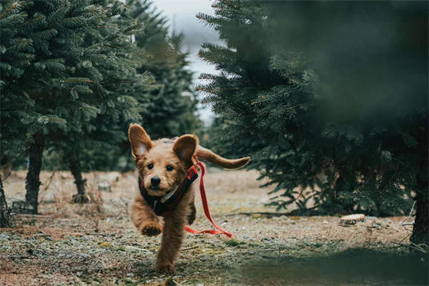 Tylosin for Dogs and Cats: Vet-Approved Guide to This Powerful Antibiotic