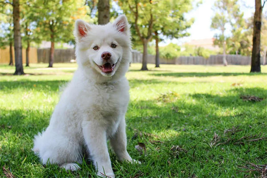 How to Stop Your Puppy From Peeing in the House: 7 Proven Training Tips