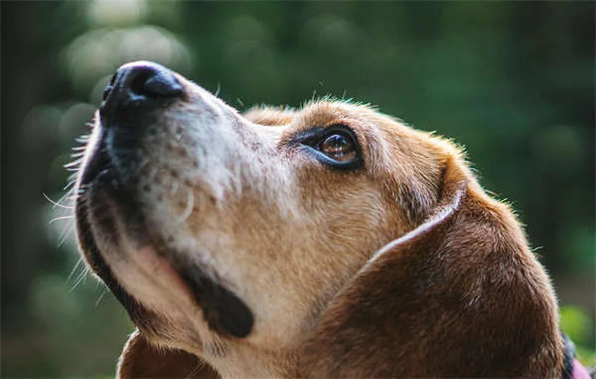 How to Stop Your Puppy From Peeing in the House: 7 Proven Training Tips