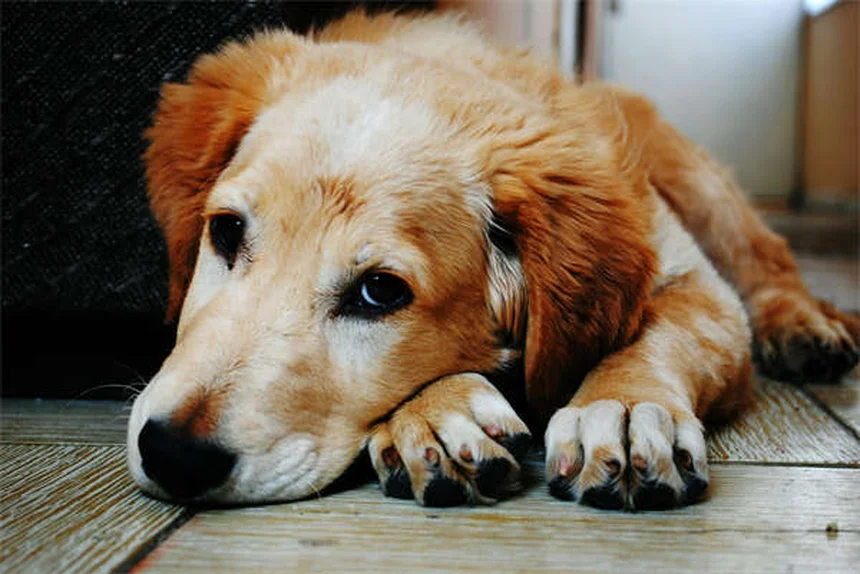 How to Stop Your Puppy From Peeing in the House: 7 Proven Training Tips