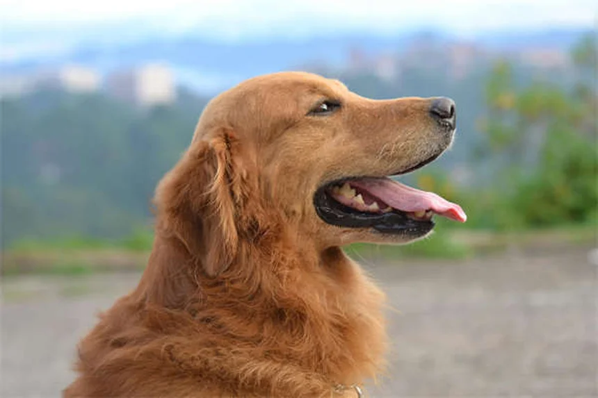 Can Dogs Eat Cashews? 5 Safe Feeding Tips You Need to Know
