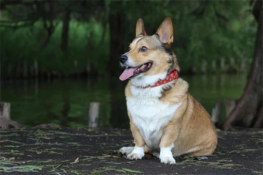 Best Hamster Wheels & Toys: Safe Choices for Happy Pets
