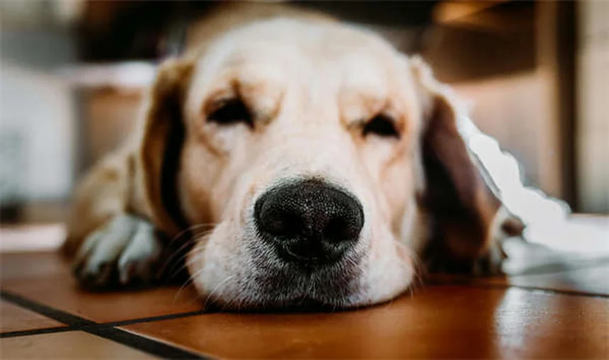 Why Pet Medications Cost So Much: The Shocking Truth Behind Vet Bills