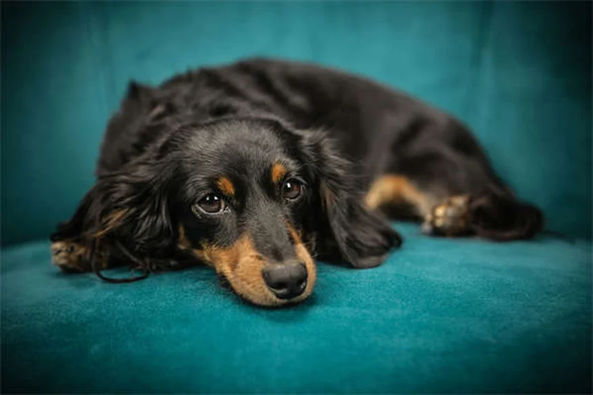 How to Teach a Dog to Sit: 5 Proven Steps for Any Environment