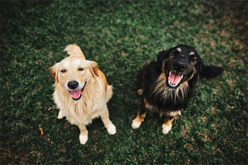 How to Introduce a Cat to a Dog: 5 Stress-Free Steps That Work