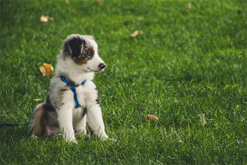 How to Introduce a Cat to a Dog: 5 Stress-Free Steps That Work