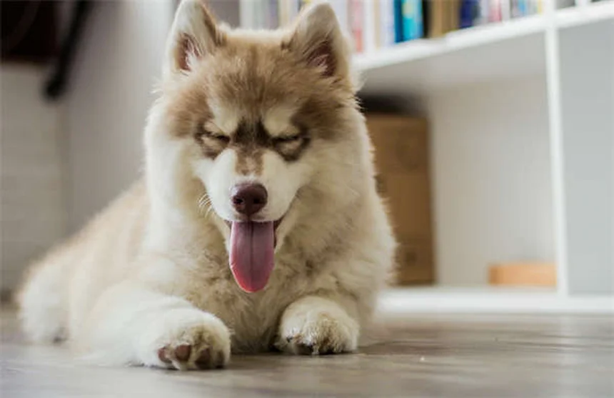 How to Introduce a Cat to a Dog: 5 Stress-Free Steps That Work