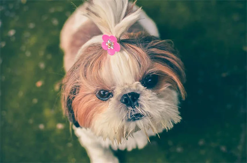 How to Calculate Your Dog's Ideal Weight Using Body Condition Score