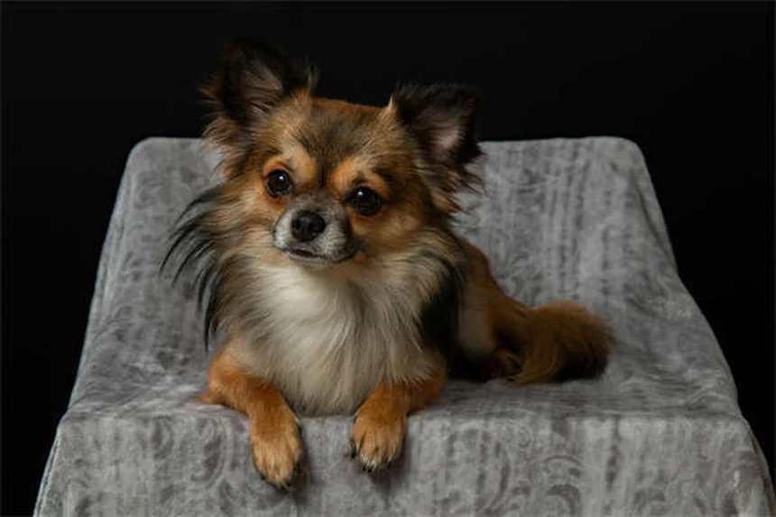 How to Calculate Your Dog's Ideal Weight Using Body Condition Score