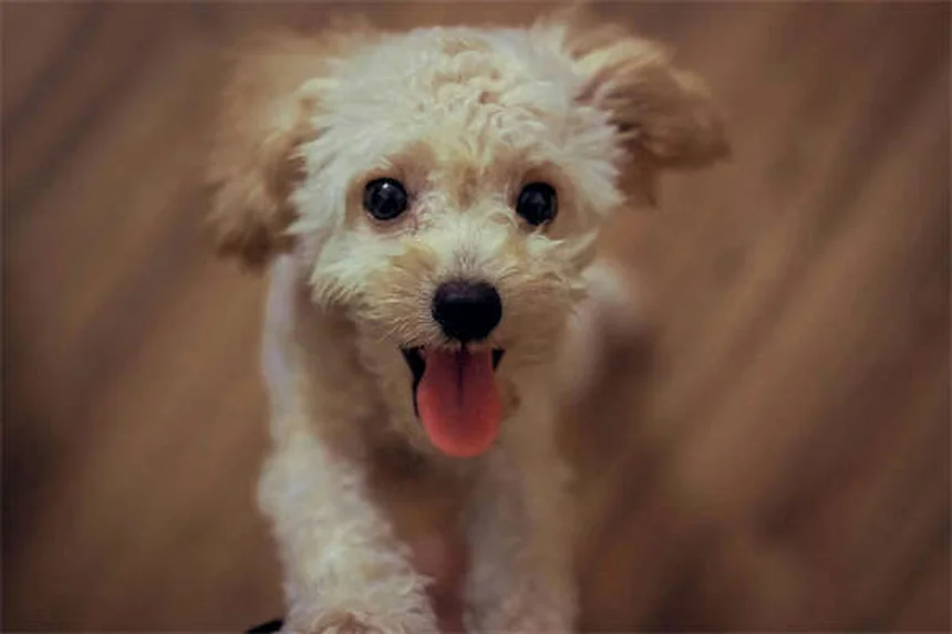 How to Calculate Your Dog's Ideal Weight Using Body Condition Score
