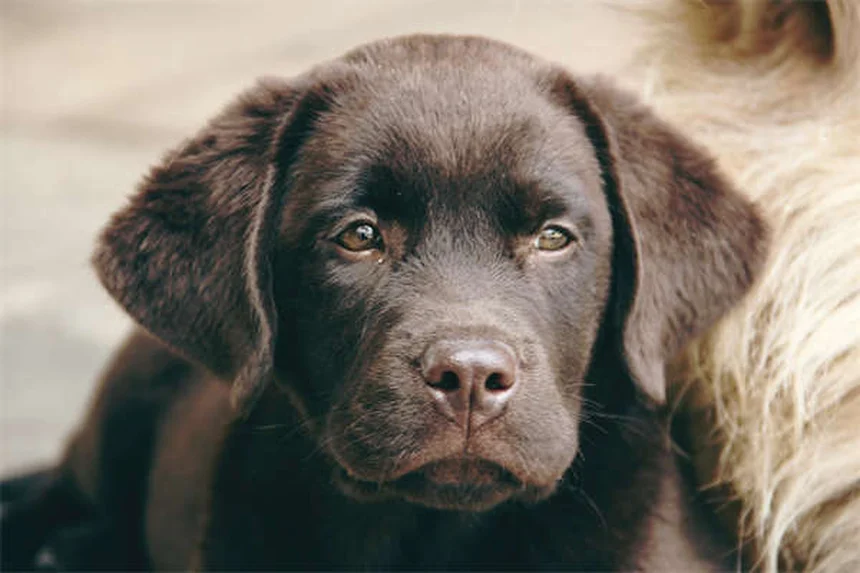 Potassium Citrate for Pets: Uses, Dosage & Side Effects