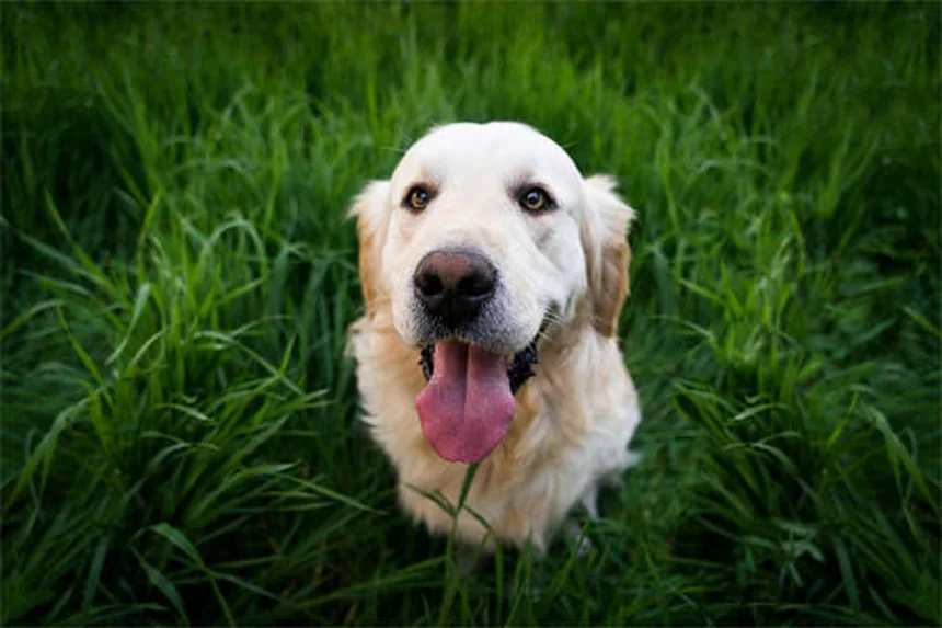 Potassium Citrate for Pets: Uses, Dosage & Side Effects