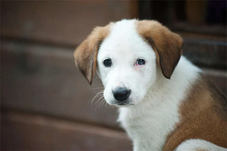 Potassium Citrate for Pets: Uses, Dosage & Side Effects